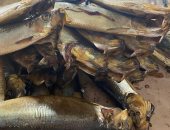 ضبط 631 كيلو لحوم وأسماك مملحة غير صالحة للاستهلاك فى حملة بالغربية