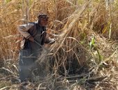 15 طن يوميا.. عمال قصب السكر يواصلون الكسر من الأرض للمصنع فى كوم أمبو.. لايف