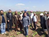 زراعة الشرقية تنفذ مدرسة حقلية عن محصولى البطاطس والفراولة بقرية السلام