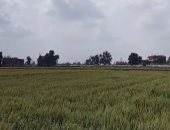 طقس الشرقية الآن.. انكسار حدة البرد وارتفاع فى درجات الحرارة.. لايف