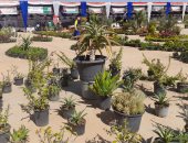 محافظ جنوب سيناء: معرض الزهور يضم أكثر من 40 نوعا من النباتات المختلفة