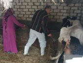 حملات لتحصين الماشية ضد الحمى القلاعية والوادى المتصدع بقرى الإسماعيلية