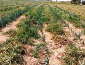 مركز بحوث الصحراء بالوادى الجديد ينجح فى زراعة الطماطم بقرى مركز الخارجة
