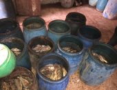 ضبط 4 أطنان أسماك و10 أطنان مخللات غير صالحة بكفر الشيخ