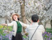 أشجار الكرز تتفتح فى حدائق الصين.. احتفالات فصل الربيع فى بكين