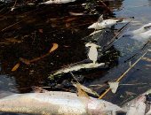 8 مسببات لتلوث الأنهار والبحيرات فى العالم تعرف عليها