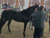 بث مباشر.. 90 حصانا تشارك فى يوم الجمال بمهرجان الخيول العربية بالمنوفية