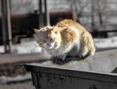طفلة تغير مصير قطة بعد رحلة مثيرة.. من القمامة بتركيا لحياة مرفهة فى أمريكا