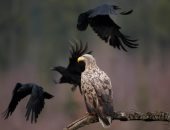 أوبزرفر: الحياة البرية فى بيلاروسيا آخر ضحايا حرب أوكرانيا.. اعرف القصة