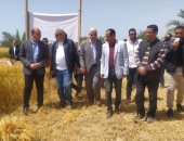 جنوب سيناء تحتفل بموسم حصاد القمح