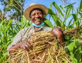منظمة الصحة العالمية تطالب المزارعين بالتوقف عن زراعة التبغ
