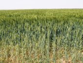 الزراعة تصدر 8 توصيات لمزارعى القمح عند الحصاد وتوريد المحصول