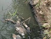 شكوى من إلقاء الصرف الصحى في مصرف للزراعة بالمنوفية.. ورئيس المدينة يرد