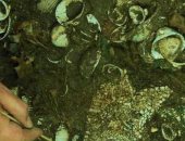 تعرف على أبرز الاكتشافات الأثرية خلال أسبوع حول العالم .. بينهم مقابر مصرية 