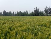 طقس الشرقية اليوم.. سطوع الشمس وارتفاع ملحوظ فى درجات الحرارة.. لايف