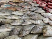 ثبات أسعار الأسماك اليوم الثلاثاء بسوق الجملة