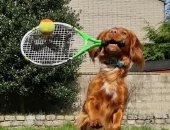 "ليو" كلب يمارس لعبة التنس والرسم ويستطيع إنعاش القلب.. فيديو وصور