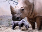 العلم يتحدى انقراض الحيوانات.. ولادة وحيد القرن الأبيض في حديقة حيوانات جنوب الصين