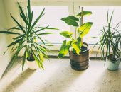 6 قواعد مهمة للعناية بالنباتات المنزلية في فصل الصيف