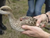 صحيفة: أوروبا تنظم مبادرات للحفاظ على أنواع الطيور المعرضة للانقراض