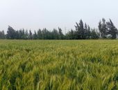 الشرقية الآن.. ارتفاع ملحوظ فى درجات الحرارة .. بث مباشر