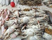 اعرف المبطرخة من السفنجة.. أسرار الكابوريا من سوق الأسماك فى بورسعيد "لايف" 