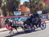 بالحنطور.. جولة سياحية لعدد من السياح الأجانب فى شوارع بورسعيد.. صور وفيديو