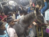 حصان يسافر وسط الركاب في قطار مزدحم بالهند.. "كان مرهق شوية"