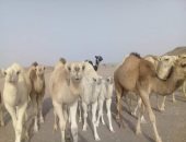 "الدبوكة" رحلة الجمال من السودان حتى سوق الشلاتين ..اعرف كل حاجة عنها
