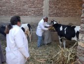 حملات مكثفة للطب البيطري بالأقصر  لتحصين الماشية ضد الحمى القلاعية.. صور