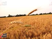 تموين الشرقية: نستقبل موسم القمح بـ 808 آلاف طن سعة تخزينية