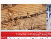 آثار الخوف فى الإسكندرية.. تحذيرات من النمل الأبيض وخطورته على المبانى 