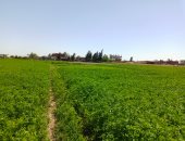 طقس ربيعي معتدل بعروس القنال والعظمى 27 بالإسماعيلية.. لايف وصور