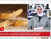 الحل فى اجتياح النمل الأبيض للإسكندرية.. اعرف رد وزارة الزراعة.. فيديو