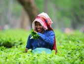 حصاد المحصول الوطنى فى الهند.. موسم قطاف أوراق الشاى