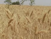بشاير الخير.. مزارعو القمح يحصدون محصول الذهب الأصفر فى أسوان.. لايف وصور