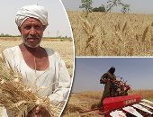 واردات مصر من القمح ترتفع إلى 92 مليونا و383 ألف دولار يونيو الماضى