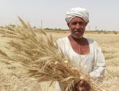 بشاير الخير.. "الذهب الأصفر" يواصل طريقه لشون وصوامع المحافظات بموسم التوريد