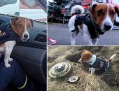 كلب يساعد فى تطهير أوكرانيا من المتفجرات الروسية.. فيديو وصور 