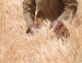 الزراعة: 8 توصيات لمزارعى القمح عند حصاد المحصول