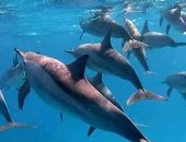تعرف على منطقة "سطايح" أكبر بيوت الدلافين الدوارة بالبحر الأحمر.. صور