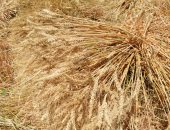 محافظ بورسعيد: توريد 42 طن قمح للشون والصوامع الحكومية