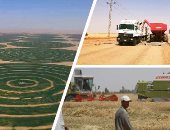 توشكى الخير.. مصر تطلق موسم حصاد الذهب الأصفر من الجنوب.. الشون والصوامع تتسلم 7500 طنا.. ومحافظ أسوان يشدد على مسئولى الزراعة والتموين والمطاحن بضرورة تسهيل كافة الإجراءات 