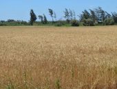 تموين بورسعيد: توريد 55 طن قمح داخل الشون والصوامع الحكومية