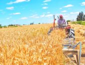 محافظ بورسعيد: توريد 80 طن قمح للشون والصوامع الحكومية منذ بداية موسم الحصاد