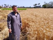 حصاد 10 آلاف فدان مزروعة بالقمح فى الشرقية.. المحافظ: المساحات المنزرعة زادت عن العام الماضى.. وتجهيز 55 موقعا تخزينيا بطاقة استيعابية 812 ألف طن لاستلام الأقماح على مستوى المحافظة.. فيديو وصور