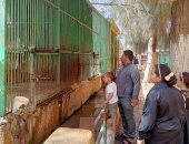 ملك الغابة حبيب الأطفال.. الأسد يبهج أجواء حديقة الحيوان فى كفر الشيخ.. لايف