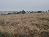 أرض الخير.. الذهب الأصفر داخل أرض المنيا وتوريد 128 طن قمح للصوامع "لايف"