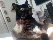 قطة سوداء بعيون كبيرة ومنيرة تعين رسميًا عمدة مدينة "الجحيم" بأمريكا