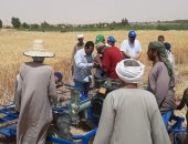 زراعة الوادى الجديد: حصاد 50 ألف فدان قمح وتوريد 56 ألف طن للصوامع